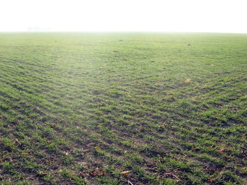 Property photo 7 - 60 Acres Offered in 2 Tracts